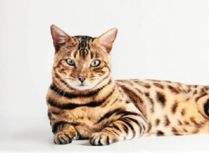 Top 6 Premium Cat Foods for Bengal Cats – Expert-Recommended & Nutritious