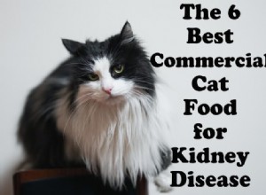 Top 6 Commercial Cat Foods to Support Kidney Health