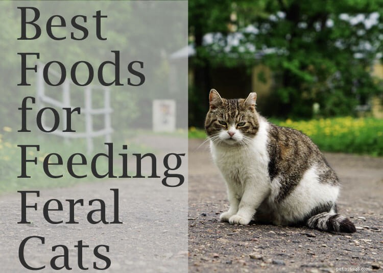 Top 6 des aliments riches en nutriments pour nourrir efficacement les chats sauvages 