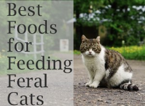 Top 6 Nutrient‑Rich Foods to Feed Feral Cats Effectively