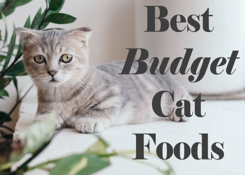 Top 10 des aliments pour chats abordables :qualité et valeur pour votre animal de compagnie 