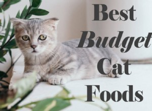 Top 10 Affordable Cat Foods: Quality and Value for Your Pet