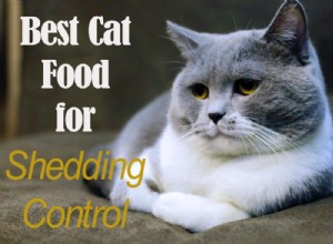 Top 7 Cat Foods to Reduce Shedding & Keep Fur Healthy