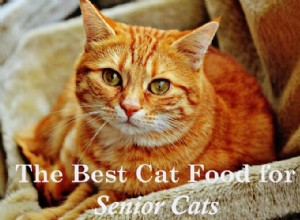Top 5 Senior Cat Foods: Boost Health & Longevity