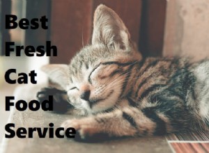 Top 4 Fresh Cat Food Delivery Services for Healthy, Convenient Feeding