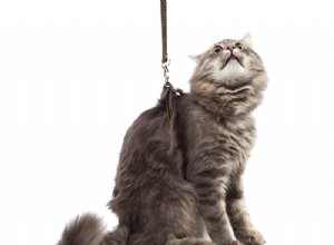 How to Train Your Cat to Walk on a Leash Safely