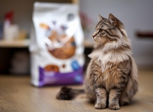 Master Cat Food Labels: Expert Guide to Ingredient Decoding & Smart Choices