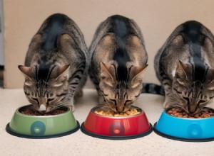 Essential Nutrition for Senior Cats: Tailored Diets for Your Aging Feline