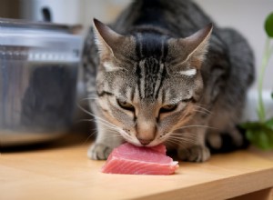 Tuna and Cats: Safe Portions, Risks, and Feeding Tips