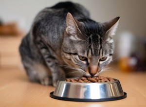 Grain-Free Cat Food: Health Benefit or Marketing Myth?