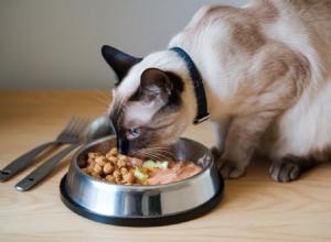 How to Feed Siamese Cats: A Complete Guide to Their Nutritional Needs