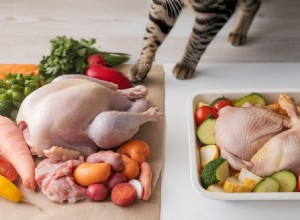 Raw vs. Cooked Cat Food: Which Diet Is Safer? Expert Advice for Pet Owners