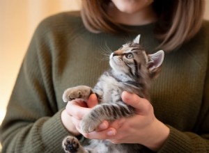 Expert Kitten Nutrition Guide: Feeding Tips Every New Cat Parent Should Know