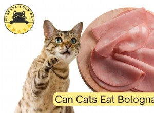 Is Bologna Safe for Cats? Expert Guidance on Feeding Your Feline