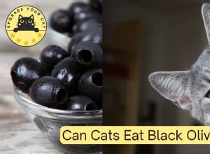 Can Cats Safely Eat Black Olives? A Guide to Feline Snack Safety