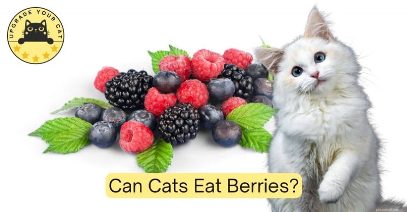 猫はベリー類を食べても大丈夫？安全な果物のおやつに関する専門家のアドバイス 