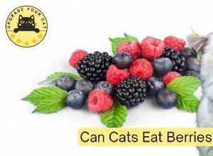 Can Cats Eat Berries? Expert Advice on Safe Fruit Treats