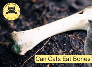 Are Bones Safe for Cats? A Veterinary Guide to Feline Bone Consumption