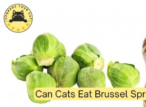 Are Brussels Sprouts Safe for Cats? Expert Guide to Feline Nutrition