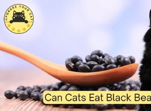 Can Cats Safely Eat Black Beans? Expert Insights on Feline Nutrition