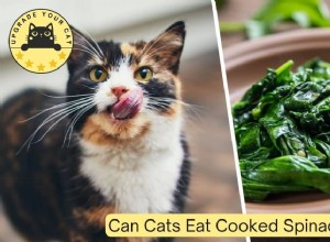 Is Cooked Spinach Safe for Cats? Risks, Benefits & Feeding Tips