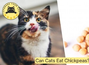 Can Chickpeas Be Safely Added to Your Cat’s Diet? Vet-Backed Guidance on Benefits and Risks