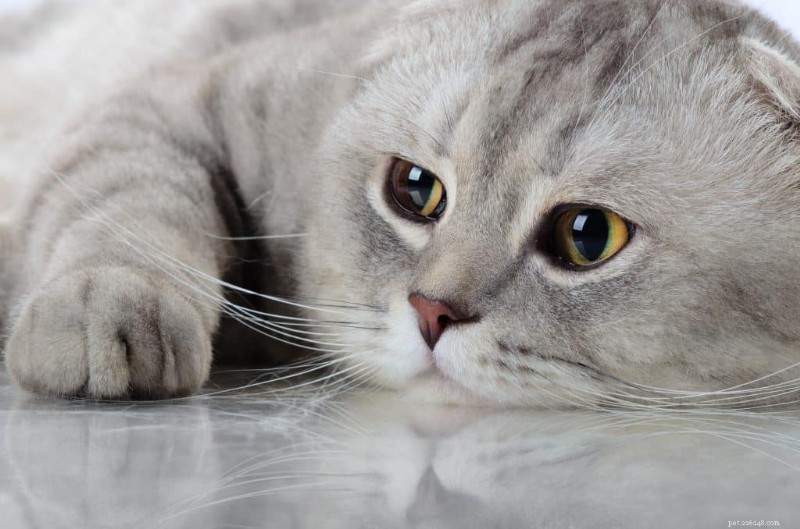Les pois chiches peuvent-ils être ajoutés en toute sécurité à l’alimentation de votre chat ? Vet-Backed Guidance on Benefits and Risks 