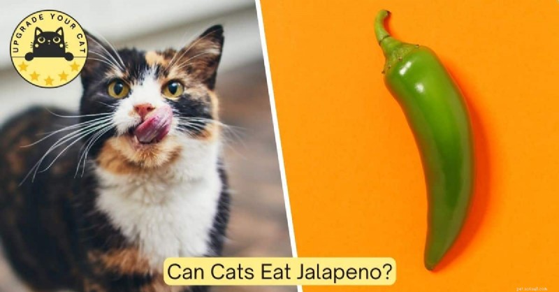 Zijn Jalapeños veilig voor katten? Wat u moet weten 