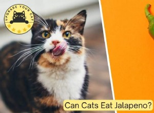 Are Jalapeños Safe for Cats? What You Need to Know