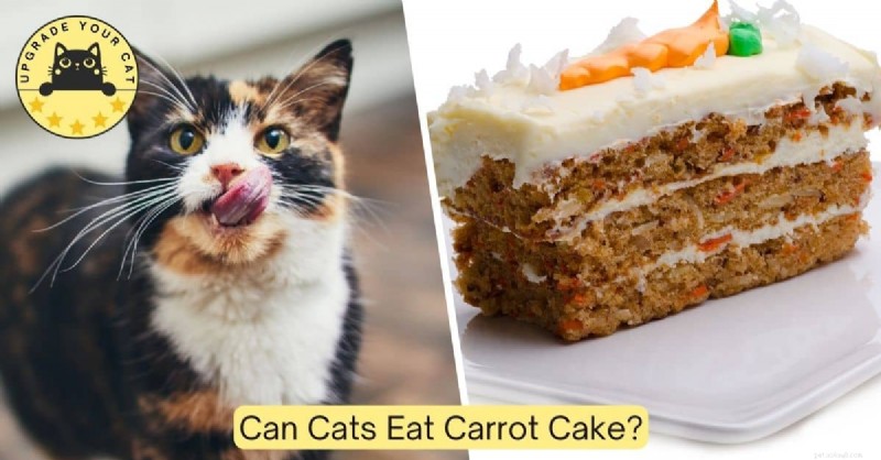Is carrotcake veilig voor katten? Deskundig voedingsadvies 