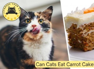 Is Carrot Cake Safe for Cats? Expert Nutrition Advice