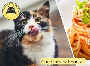Can Cats Safely Eat Pasta? Expert Guidance