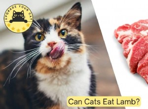 Can Cats Safely Eat Lamb? Risks, Benefits & Feeding Guidelines