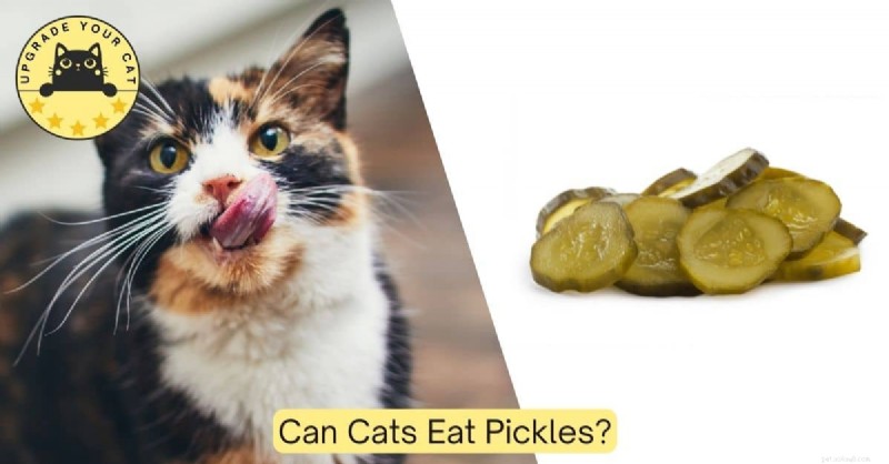 Kan katter säkert äta pickles? Expertråd och viktiga hälsotips 