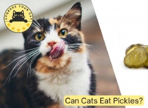 Can Cats Safely Eat Pickles? Expert Advice & Key Health Tips