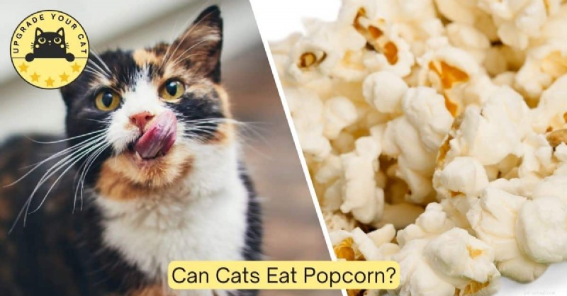 Mohou kočky bezpečně konzumovat popcorn? Kompletní průvodce 