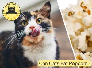 Can Cats Safely Consume Popcorn? A Complete Guide