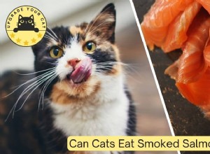 Smoked Salmon & Cats: Safe? Expert Guide to Feeding Fish Safely