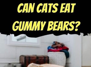 Cats & Gummy Bears: Why They re Unsafe and What to Do
