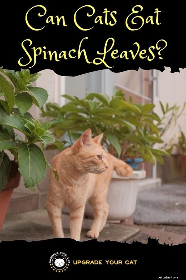 Gli spinaci sono sicuri per i gatti? Vantaggi, rischi e suggerimenti per l alimentazione 