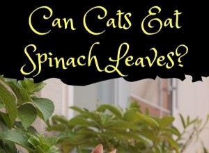 Is Spinach Safe for Cats? Benefits, Risks, and Feeding Tips