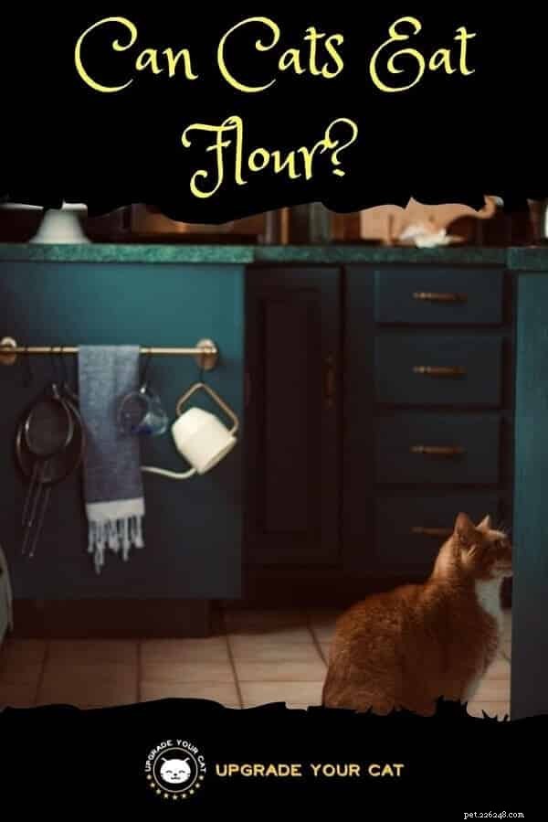 I gatti possono mangiare la farina? Sì, ma fa male alla salute 