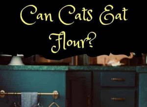 Can Cats Eat Flour? Yes, but It’s Bad for Their Health