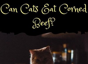 Can Cats Safely Eat Corned Beef? Find Out Why It’s Not Recommended