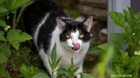 大根は猫にとって安全ですか?専門家の洞察 