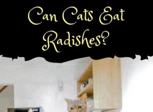 Are Radishes Safe for Cats? Expert Insights