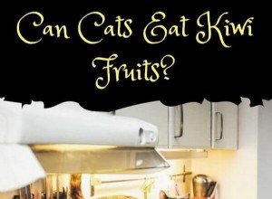 Can Cats Eat Kiwi? Safe Fruit Treats for Your Feline Friend