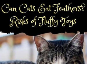 Can Cats Eat Feathers? Understanding the Risks and How to Protect Your Pet