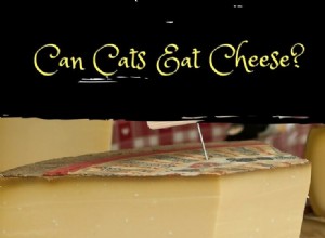 Can Cats Safely Eat Cheese? A Comprehensive Guide