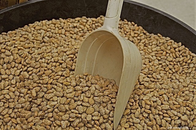 Les haricots frits sont-ils sans danger pour les chats ? Découvrez pourquoi ils devraient rester à l écart 